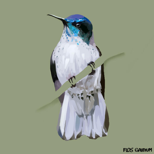 (Animal Study) Chilean Woodstar Study